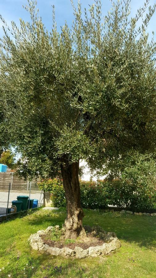 Villa Bracci Molinaccio エクステリア 写真